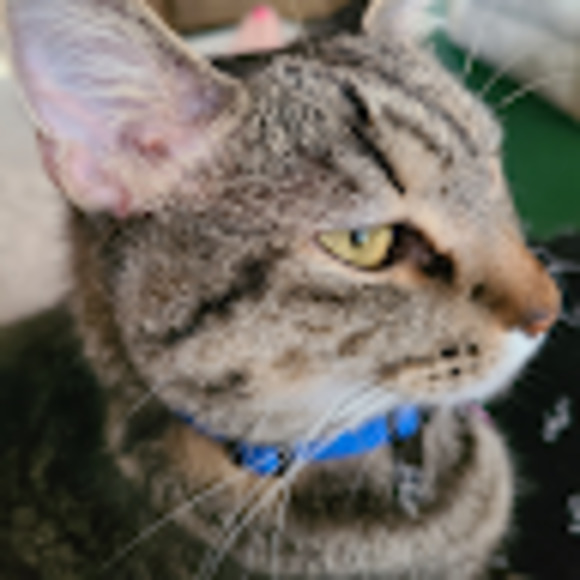 Meet your Posher, Gina - Picture 1 of 1